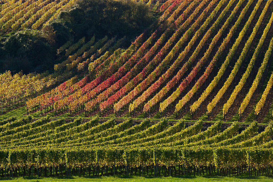 Weinreben am Weinberg Maustal im Herbst, nahe Sulzfeld am Main, nahe Kitzingen, Franken, Bayern, Deutschland, Europa
