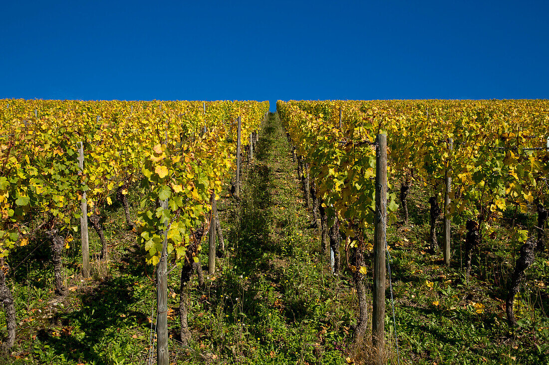 Weinstöcke am Weinberg Marsberg im Herbst, Randersacker, nahe Würzburg, Franken, Bayern, Deutschland, Europa