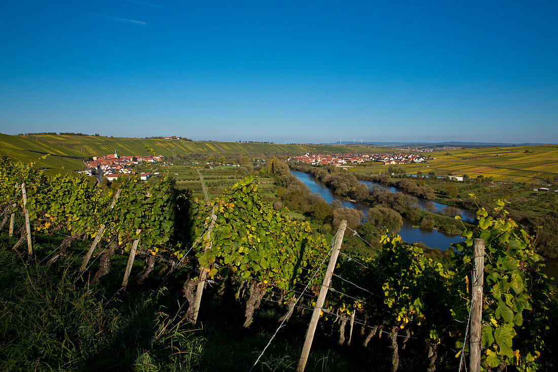 Blick über den Weinberg Escherndorfer Lump an der Mainschleife mit Escherndorf und Nordheim, nahe Escherndorf, Franken, Bayern, Deutschland, Europa