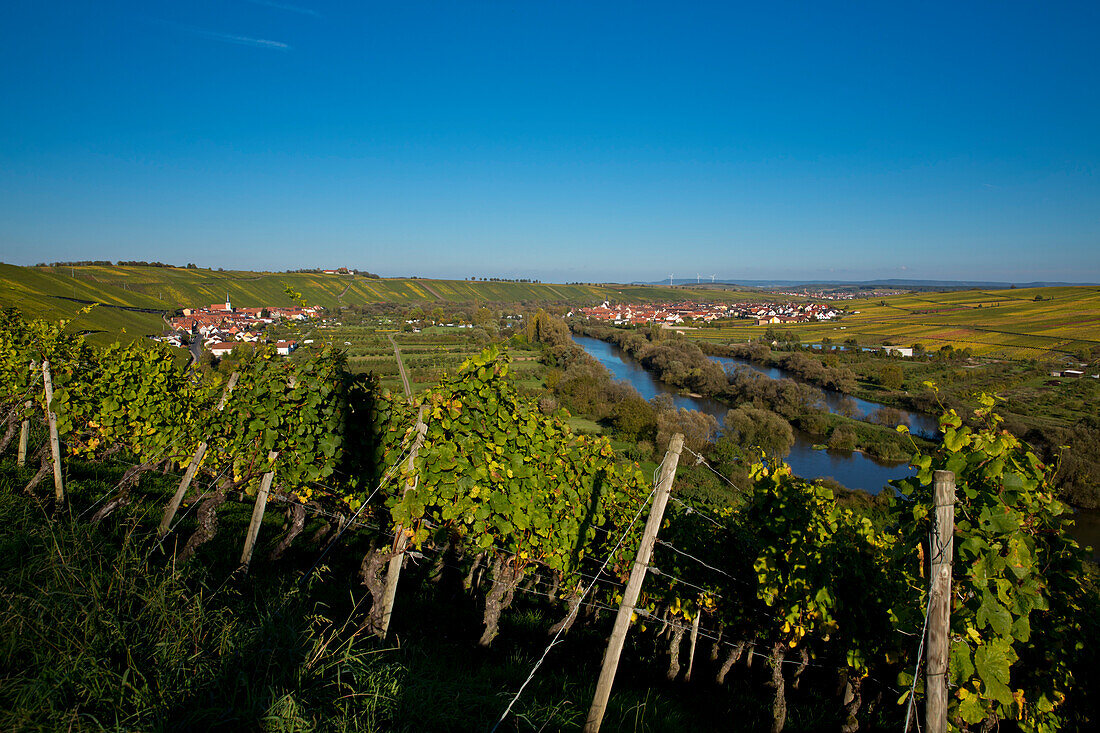 View across Escherndorfer Lump vineyard to Escherndorf and Nordheim in autumn, near Escherndorf, Franconia, Bavaria, Germany