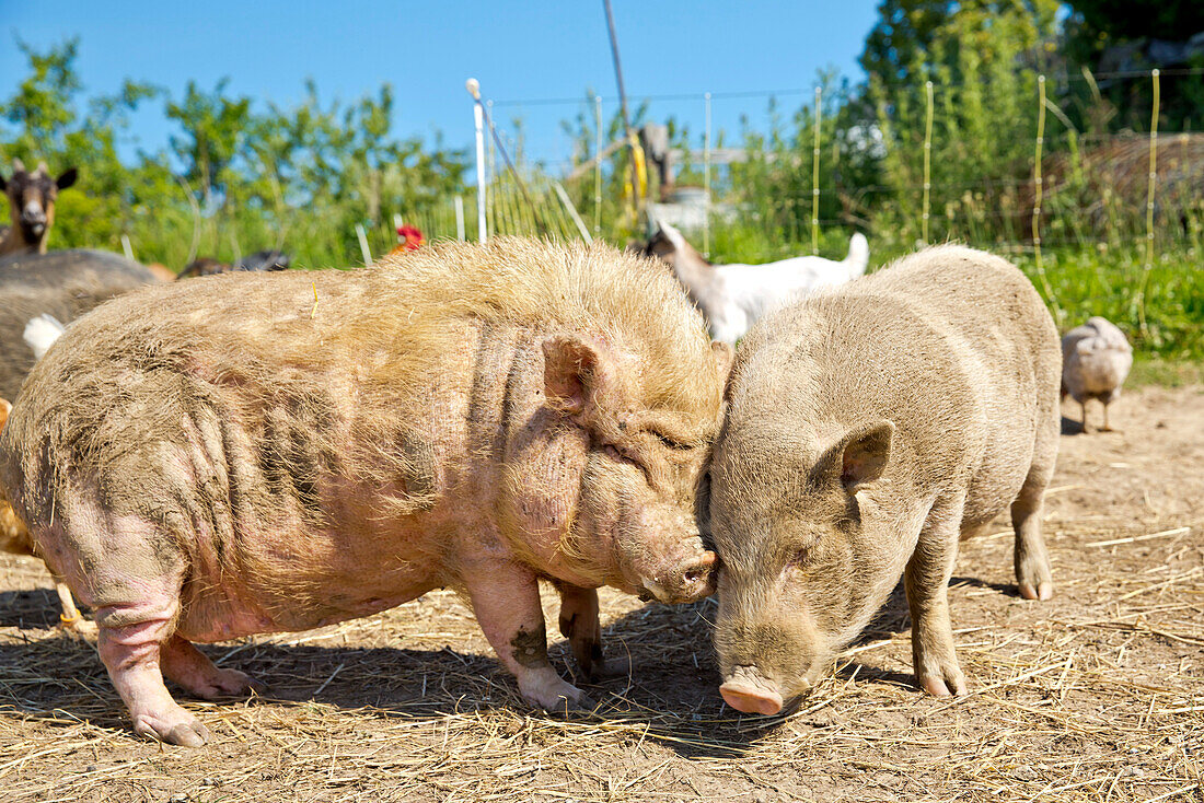 Glückliche Schweine kabbeln sich auf einem Bio Bauernhof, Edertal Gellershausen, Nordhessen, Hessen, Deutschland, Europa