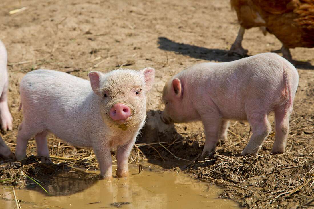Piglets at an organic farm standing at a wallow puddle, Edertal Gellershausen, Hesse, Germany