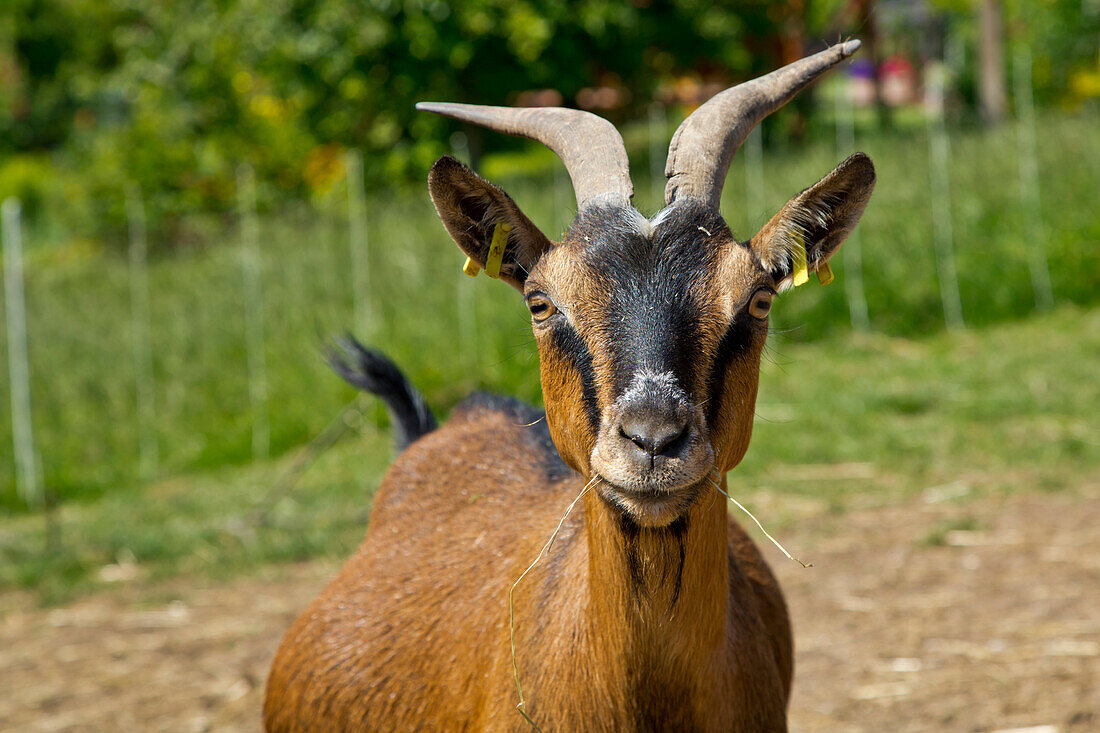 Portrait of a curious looking goat at an organic farm, Edertal Gellershausen, Hesse, Germany