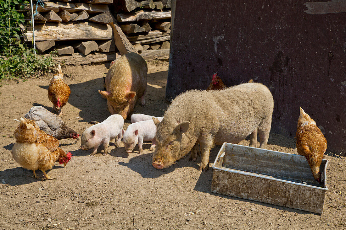Friedliches Zusammenleben von Schweinen und Hühnern auf einem Bio Bauernhof, Edertal Gellershausen, Nordhessen, Hessen, Deutschland, Europa