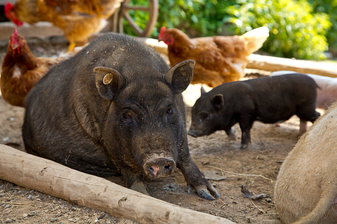 Nabelschwein Mutter inmitten des friedlichen Zusammenlebens von Schweinen und Hühnern auf einem Bio Bauernhof, Edertal Gellershausen, Nordhessen, Hessen, Deutschland, Europa