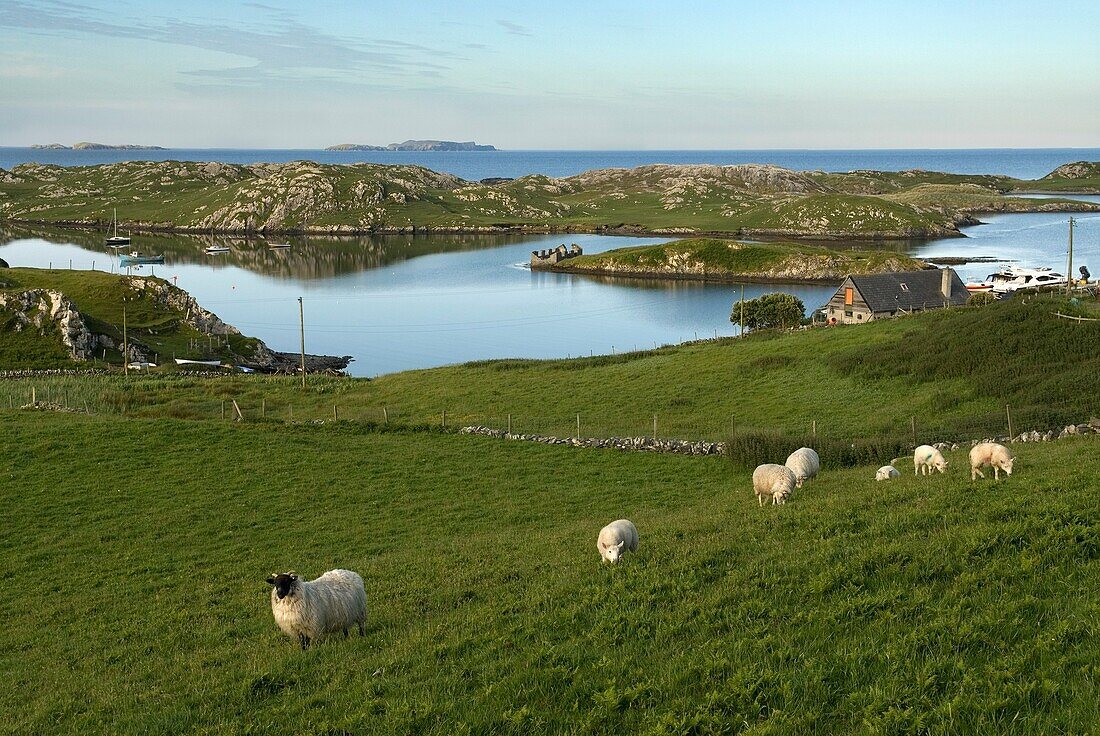 Inishbofin Insel, Connemara, Grafschaft Galway, Irland, Westeuropa