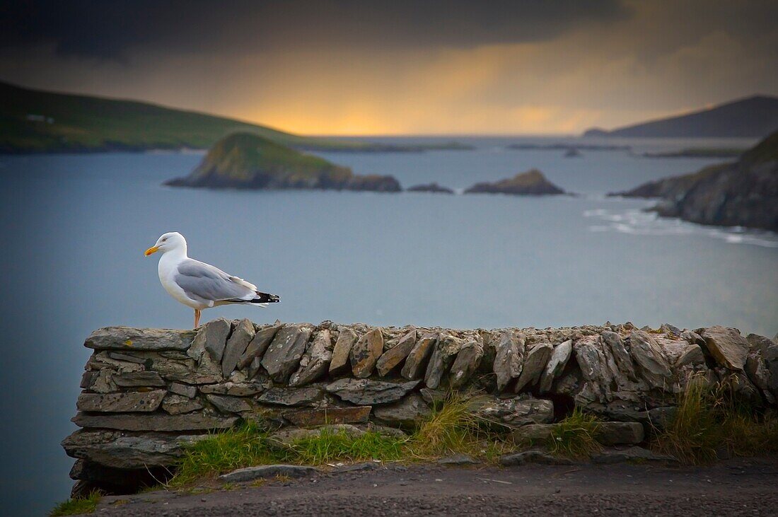 seagull in front of the Slea Head Slea Head Road  Dingle Peninsula  County Kerry, Ireland,X6M-1468456 - © - Mikel Bilbao