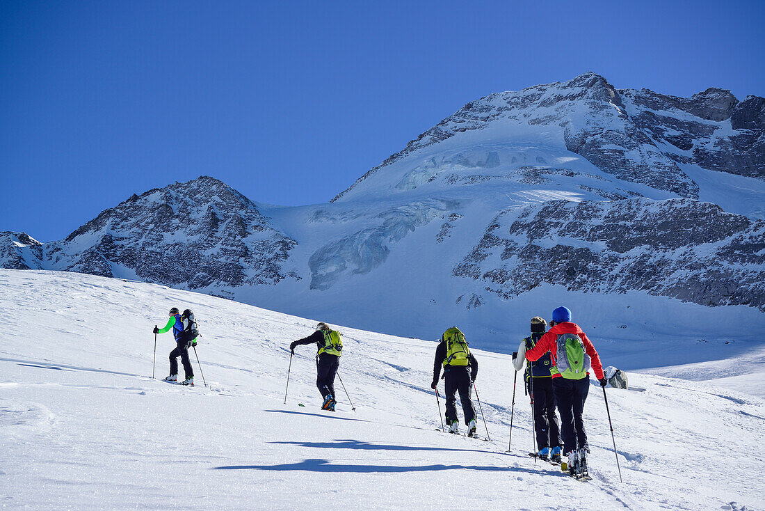 Several persons back-country skiing ascending towards Kleiner Kaserer, Olperer in the background, Kleiner Kaserer, valley of Schmirn, Zillertal Alps, Tyrol, Austria