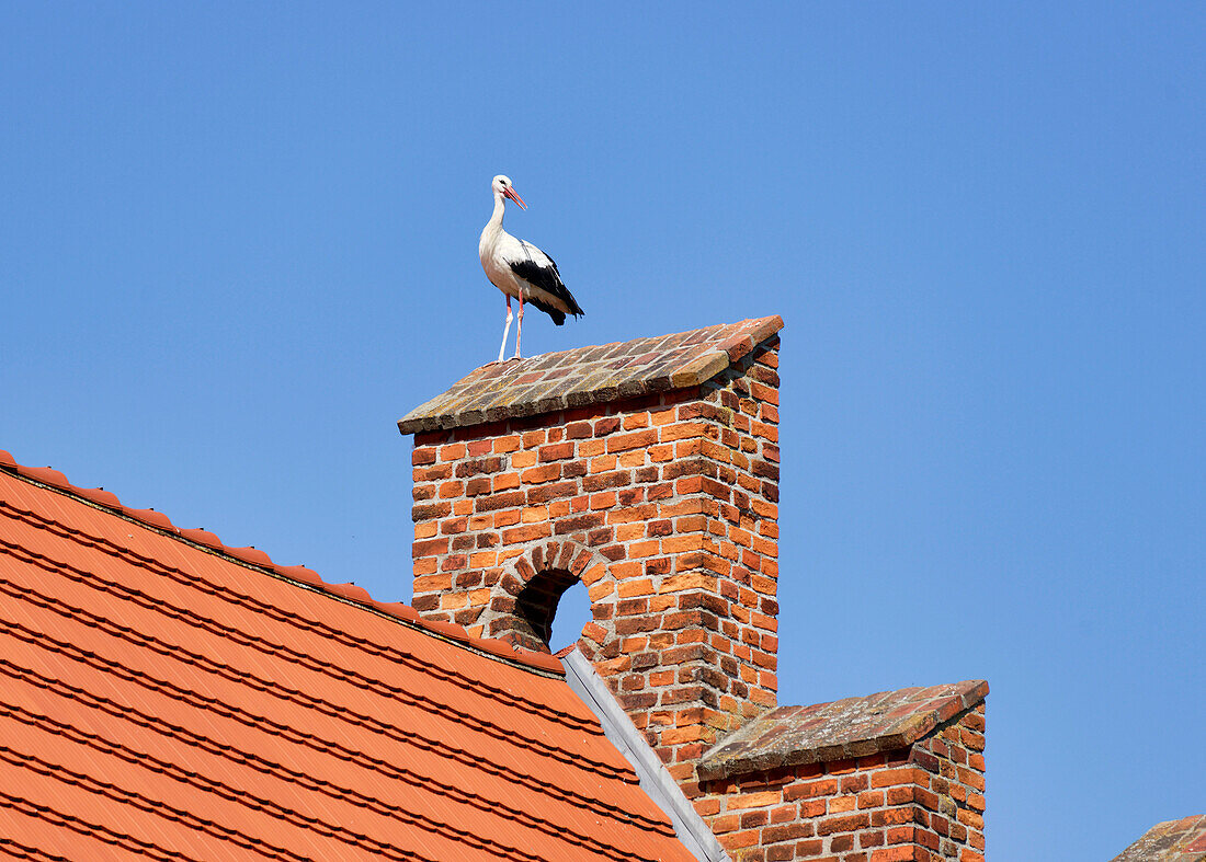 Storch auf der Kirche in Linum, Land Brandenburg, Deutschland