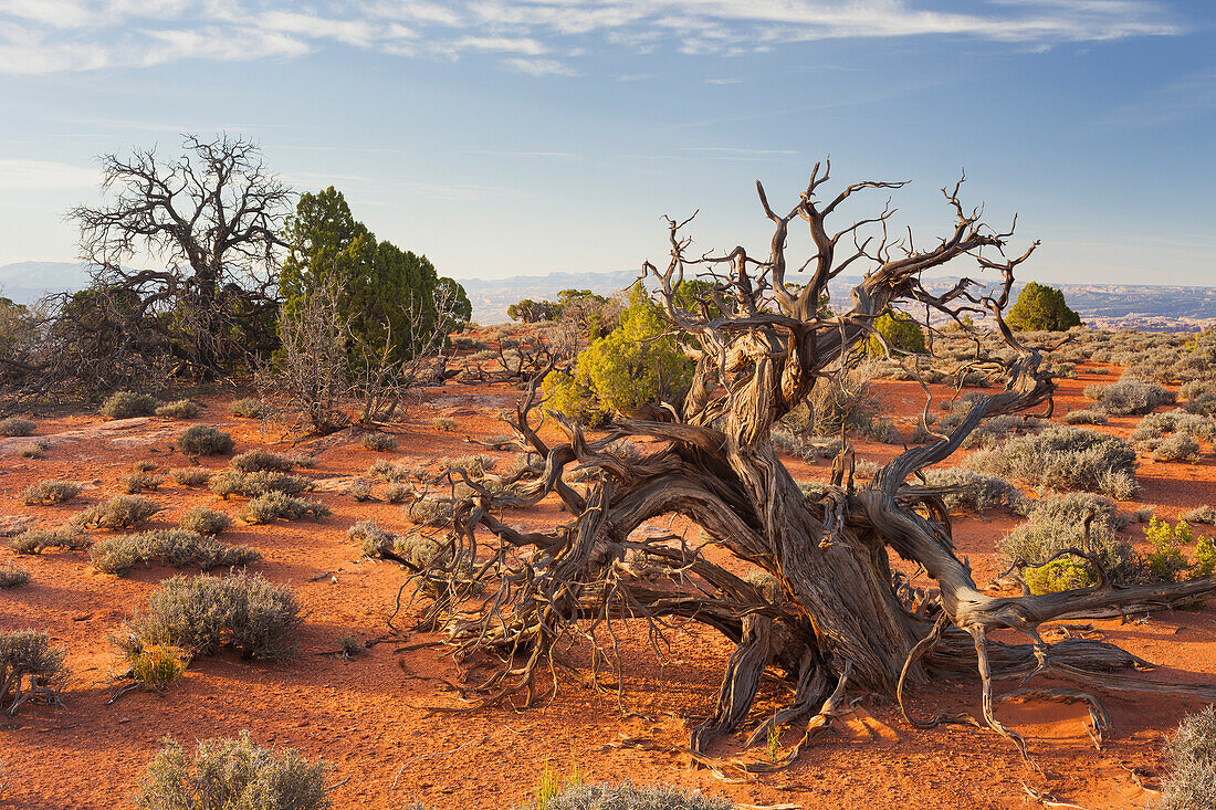 Utah-Wacholder, nahe Grand View Point, Island In The Sky, Canyonlands National Park, Utah, USA