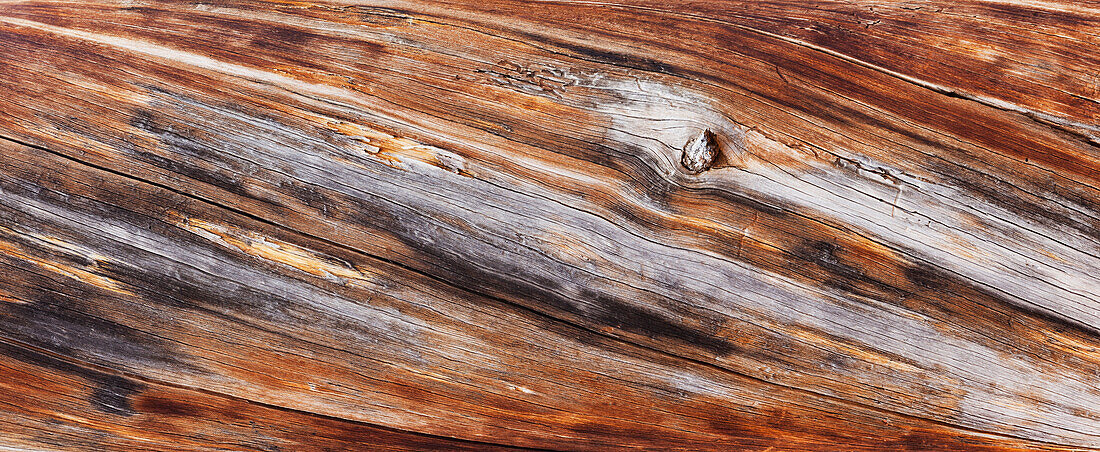 toter Baum, Detail, Red Canyon, Utah, USA