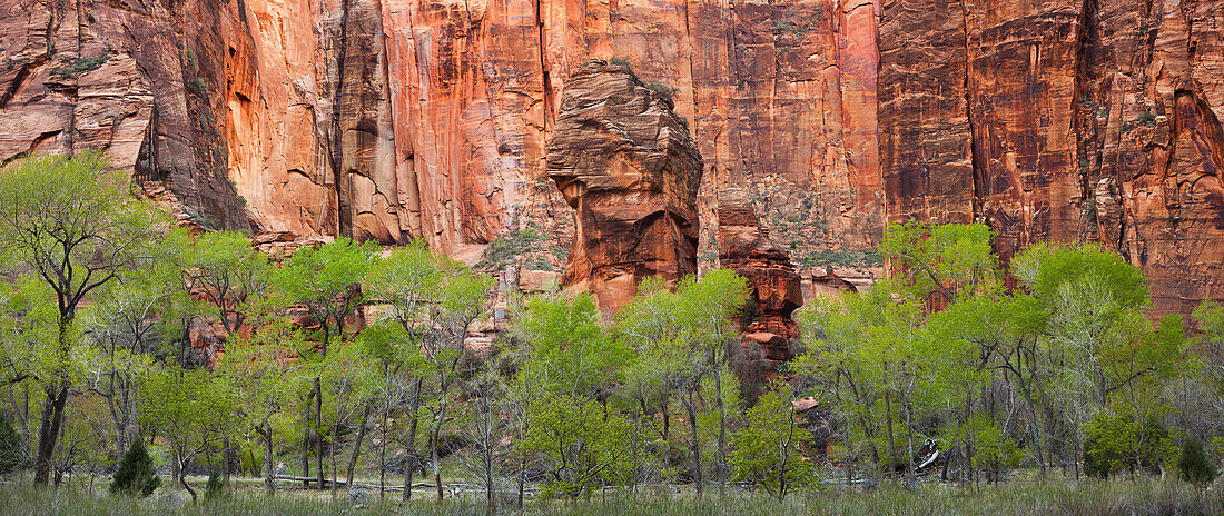 Felsformationen im Virgin River Valley, Cottonwood, Zion National Park, Utah, USA