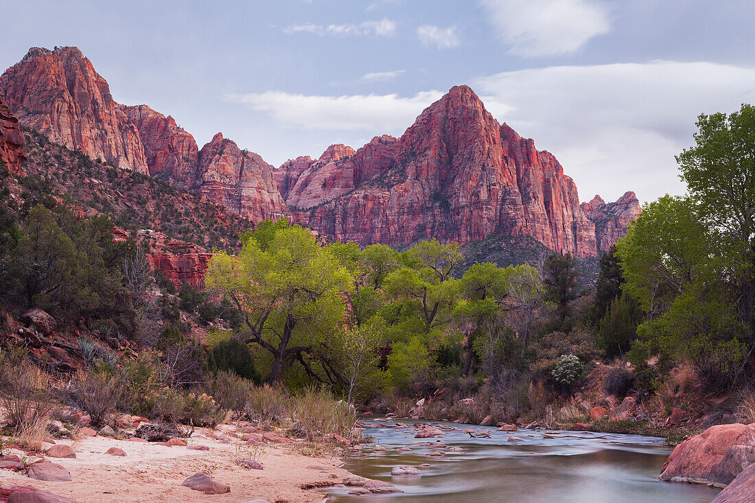 The Watchman, Cottonwood, Virgin River, Zion National Park, Utah, USA