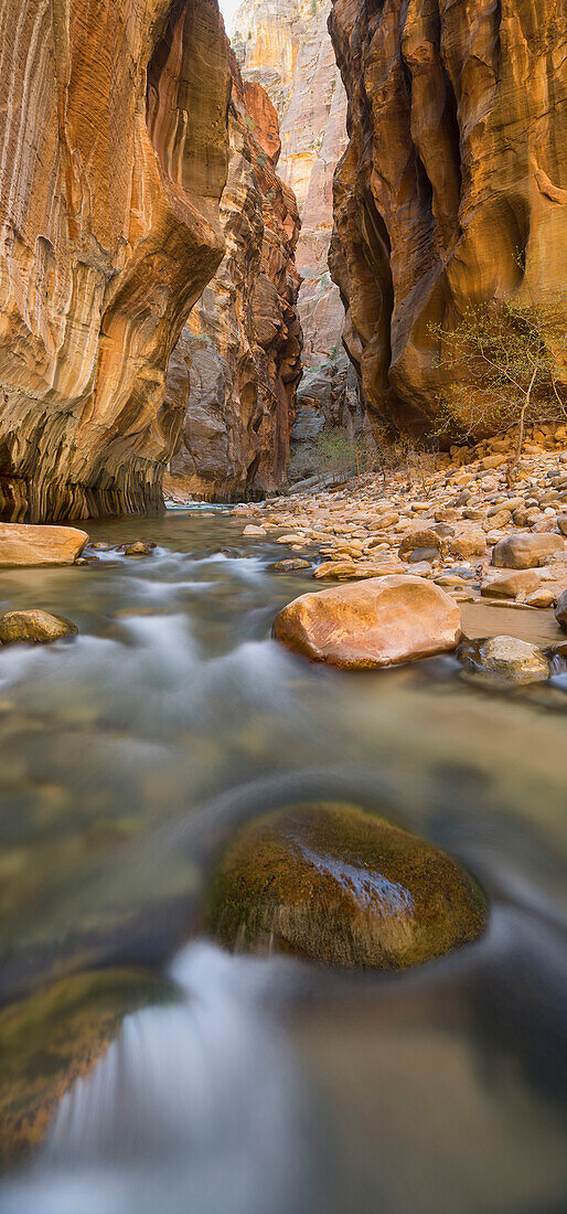 Virgin River, Narrows, Schlucht, Zion National Park, Utah, USA