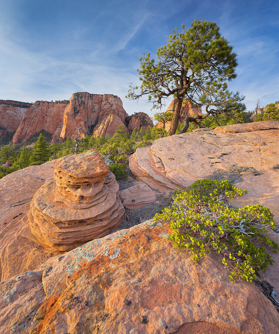 Gesteinsformationen am Lower Kolob Plateau, Kiefer, Zion National Park, Utah, USA