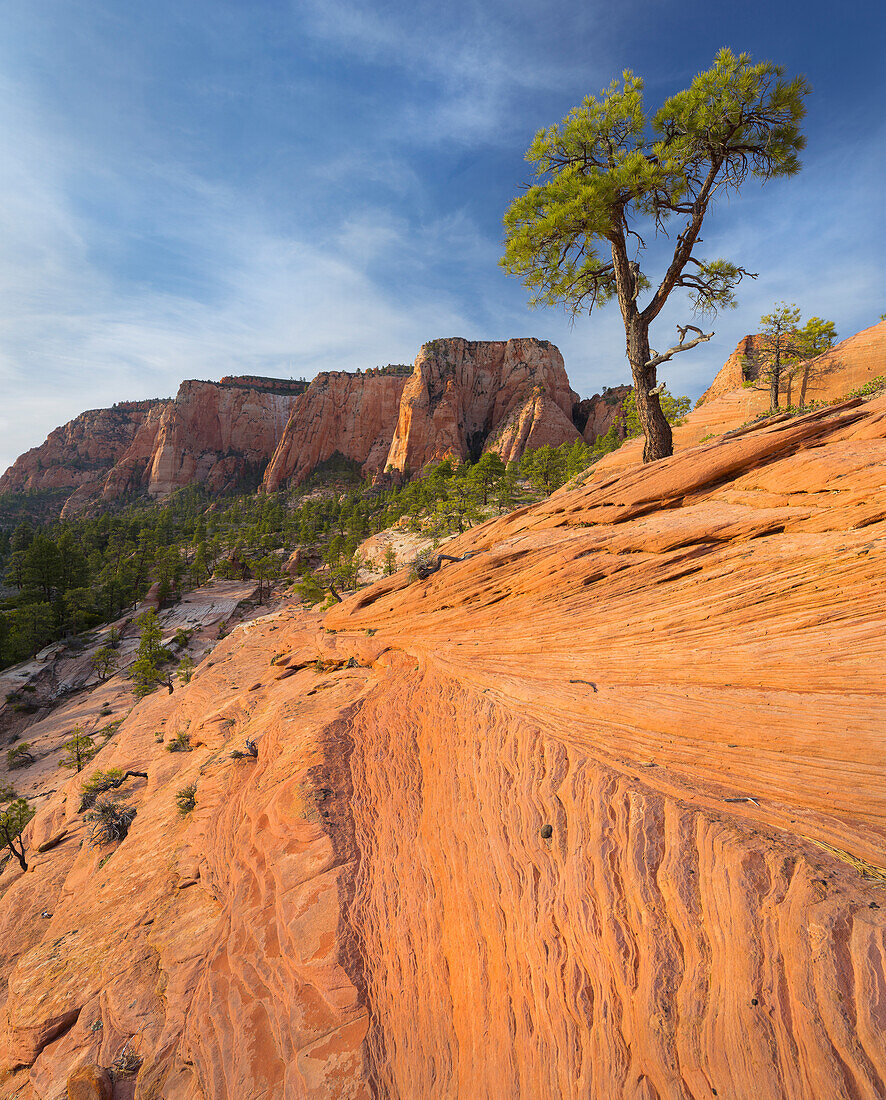 Gesteinsformationen am Lower Kolob Plateau, Kiefer, Zion National Park, Utah, USA