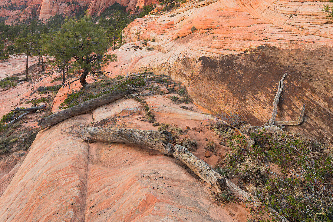 Gesteinsformationen am Lower Kolob Plateau, Zion National Park, Utah, USA