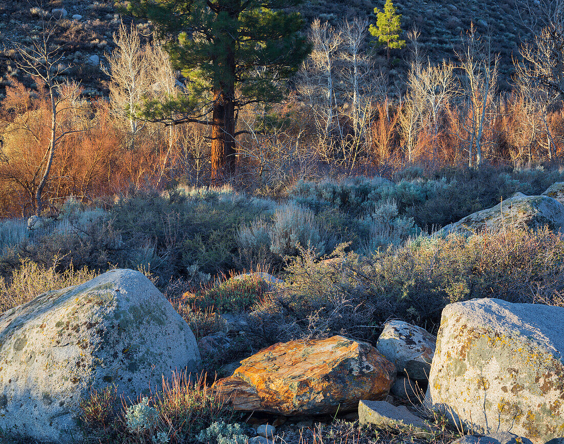 Steine und Vegetation im ersten Licht, Sierra Nevada, Kalifornien, USA