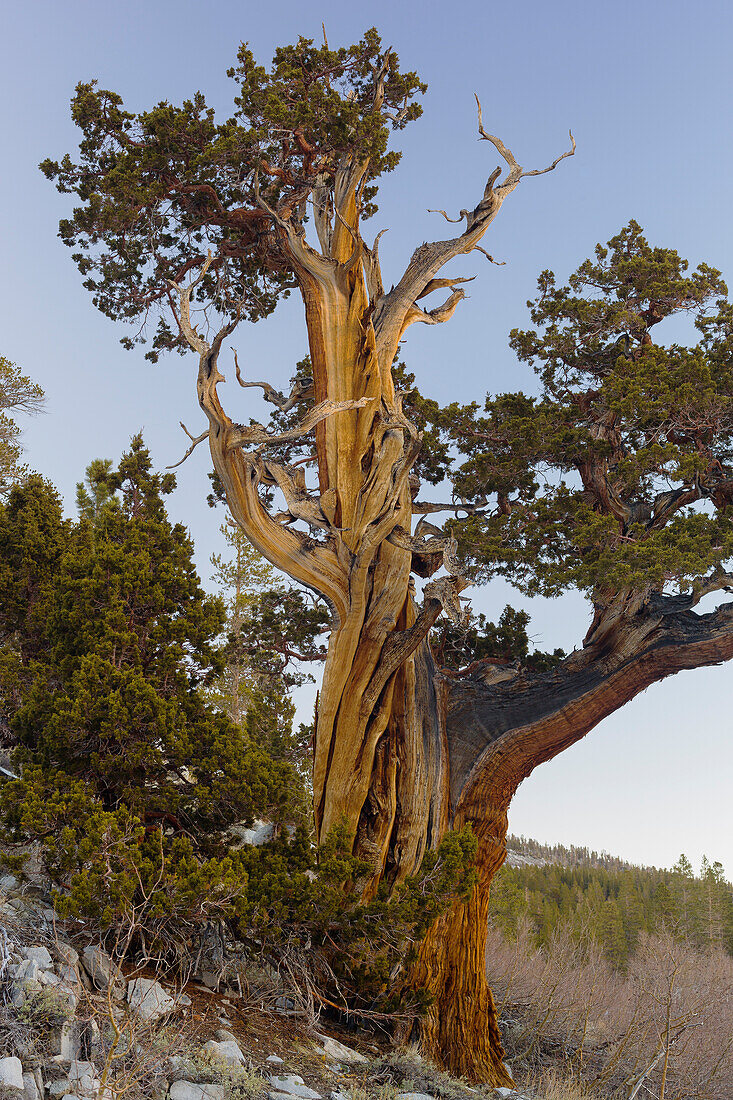 Long-lived pine, (Pinus longaeva), Sierra nevada, California, USA