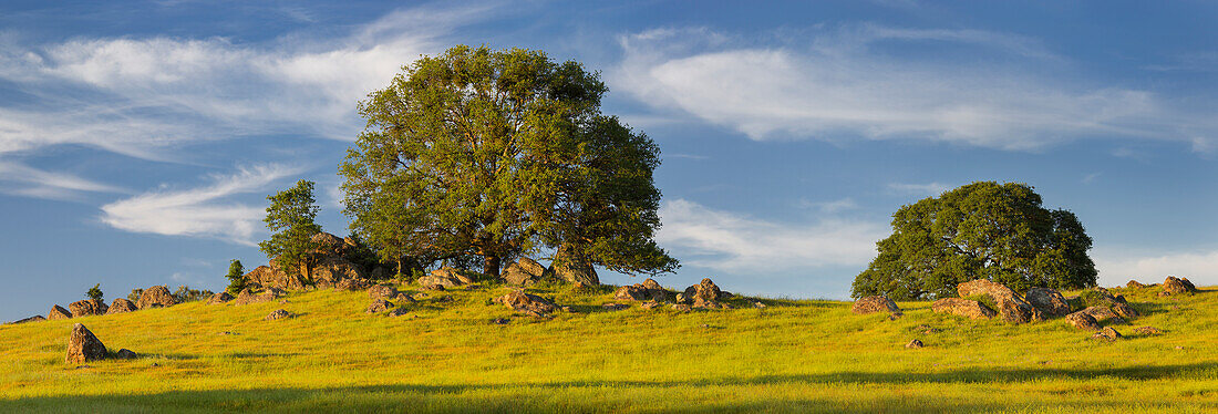 Baum nahe Jamestown, Kalifornien, USA