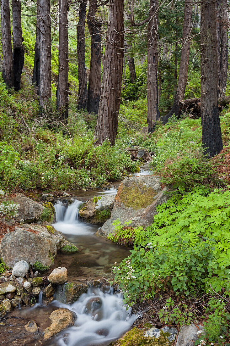 Redwood, Julia Pfeiffer Burns State Park, Kalifornien, USA