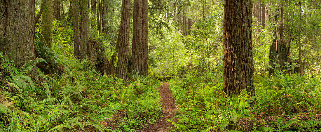 Redwood, Stillwater Cove Regional Park, Sonoma Coast, California, United States