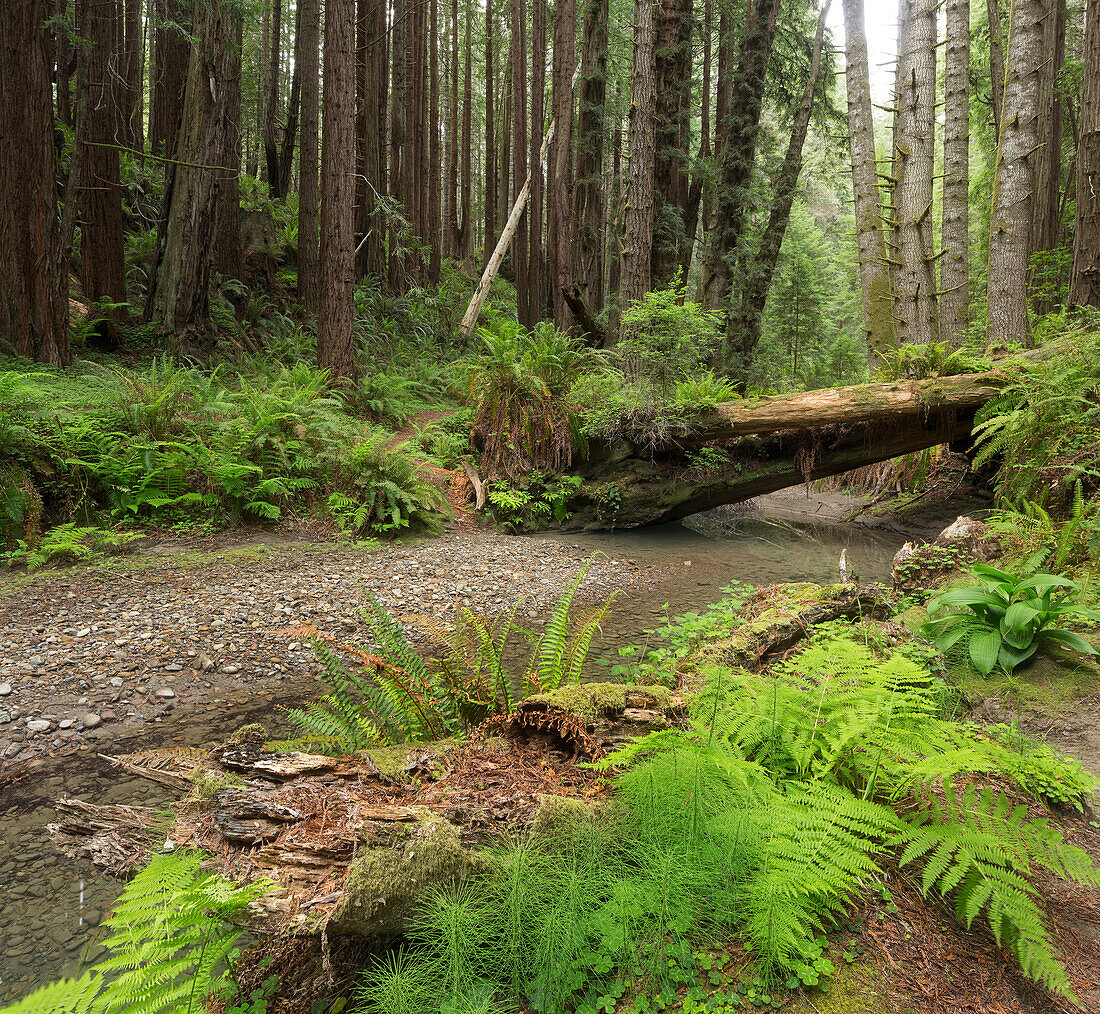 Redwood, Stochoff Creek, Stillwater Cove Regional Park, Sonoma Coast, California, United States