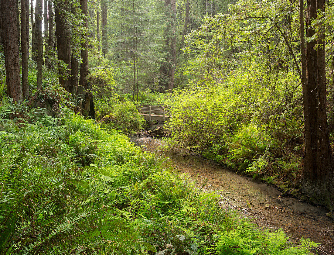 Redwood, Stochoff Creek, Stillwater Cove Regional Park, Sonoma Coast, California, United States