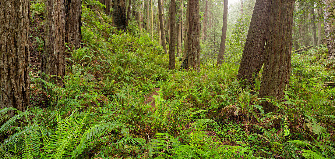 Redwood, Stillwater Cove Regional Park, Sonoma Coast, California, United States