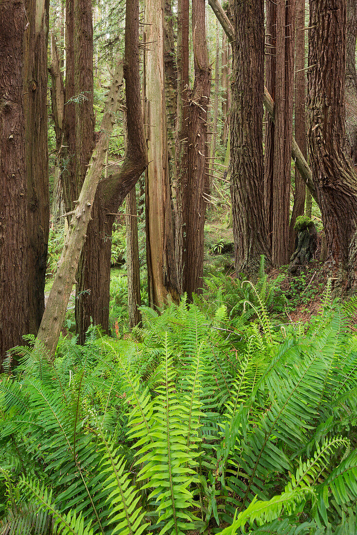 Redwood, Stillwater Cove Regional Park, Sonoma Coast, California, United States