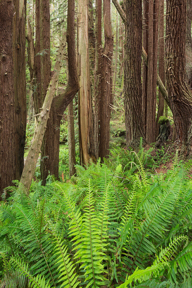 Redwood, Stillwater Cove Regional Park, Sonoma Coast, Kalifornien, USA