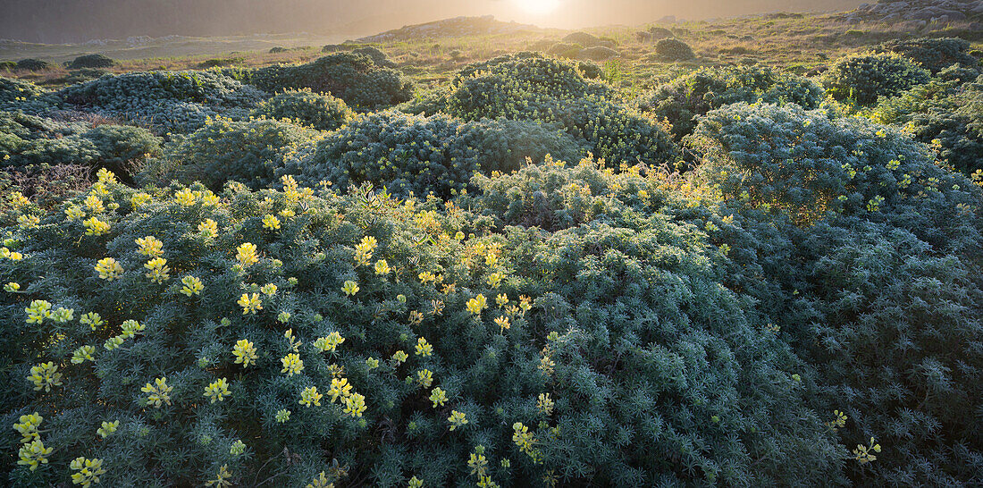 flowering shrubs, Salt Point State Park, Sonoma Coast, California