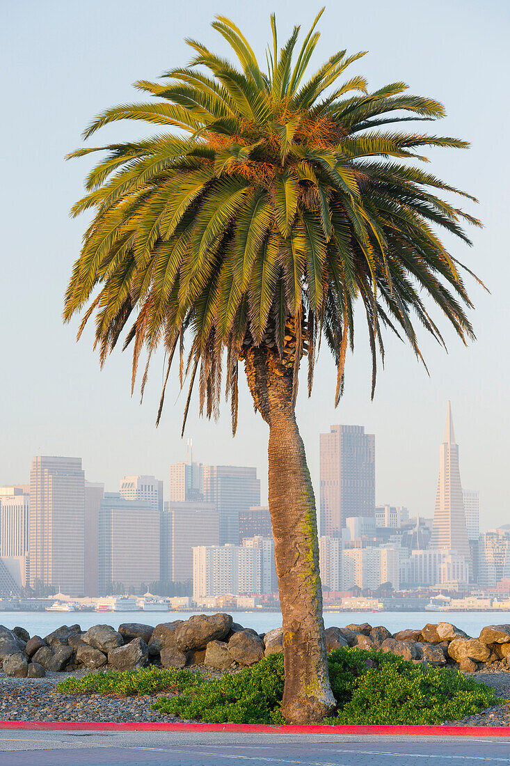 Avenue of the Palms, Treasure Island, Skyline San Francisco, Californien, USA