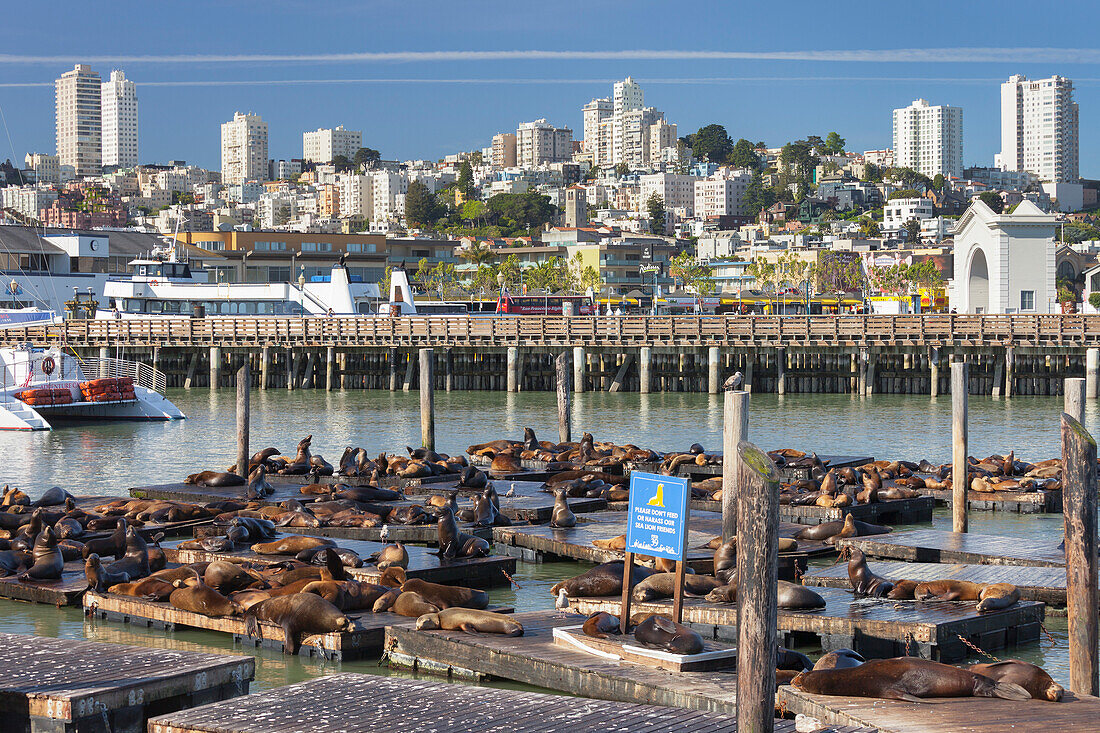 Seelöwen Kolonie, Pier 39, Fishermans Wharf, San Francisco, Kalifornien, USA