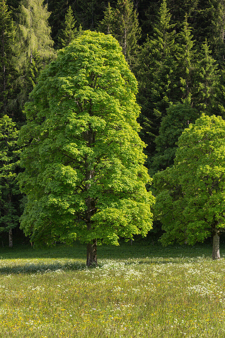 Bergahorn, Enns Valley, Styria, Austria