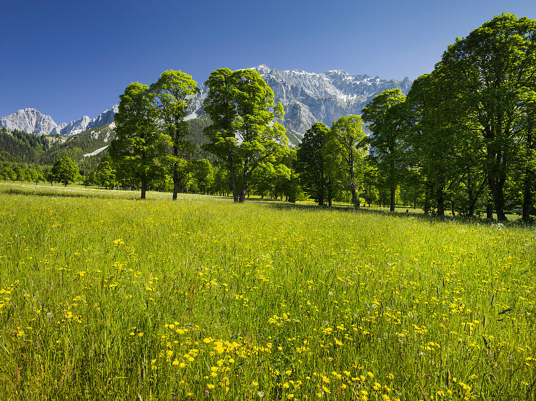 Ramsau, Dachstein, Bergahorn, flower meadow, Styria, Austria