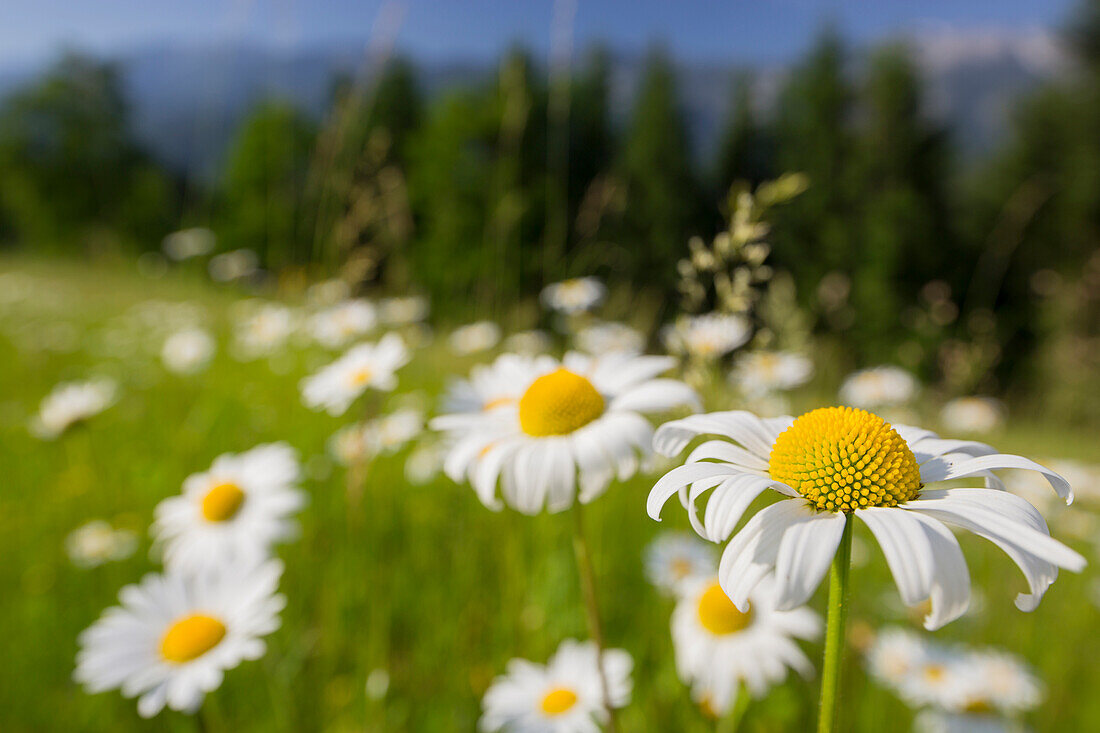 Margerite (Leucanthemum vulgare), flower meadow, near Windischgarsten, Upper Austria