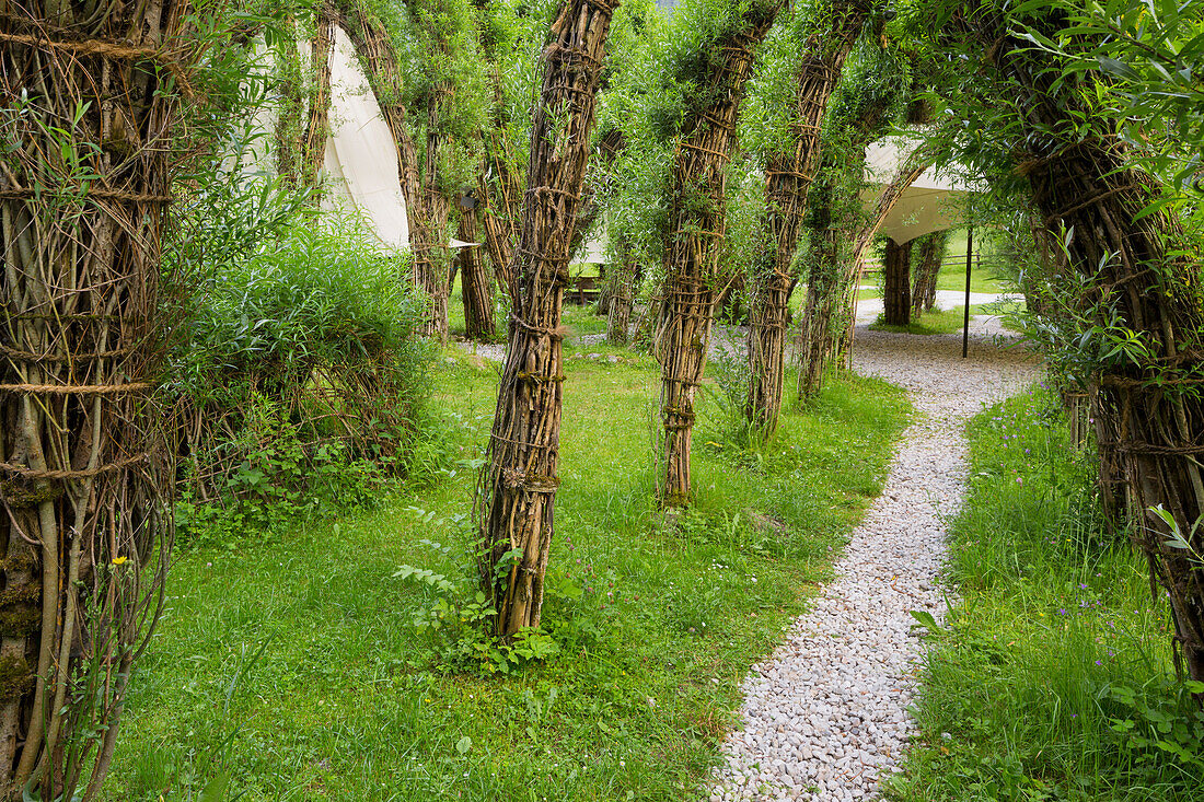 Weidendom im Nationalparkzentrum Gesäuse, Ennstaler Alpen, Johnsbach, Steiermark, Österreich