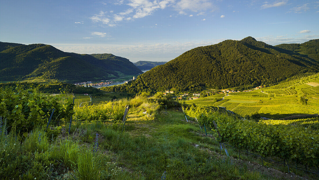 Weinberge nahe Spitz an der Donau, Wachau, Niederösterreich, Österreich