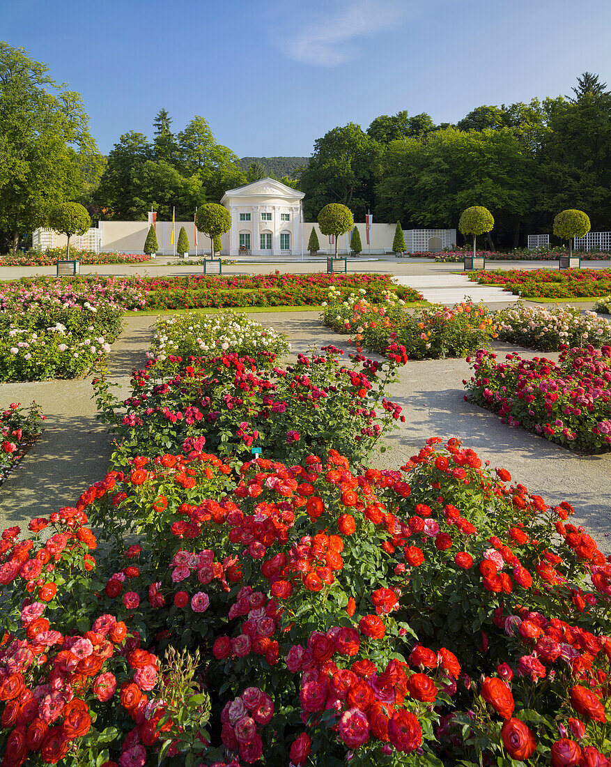 Roses in the Doblhoffpark, Rosarium, Baden near Vienna, Lower Austria, Austria