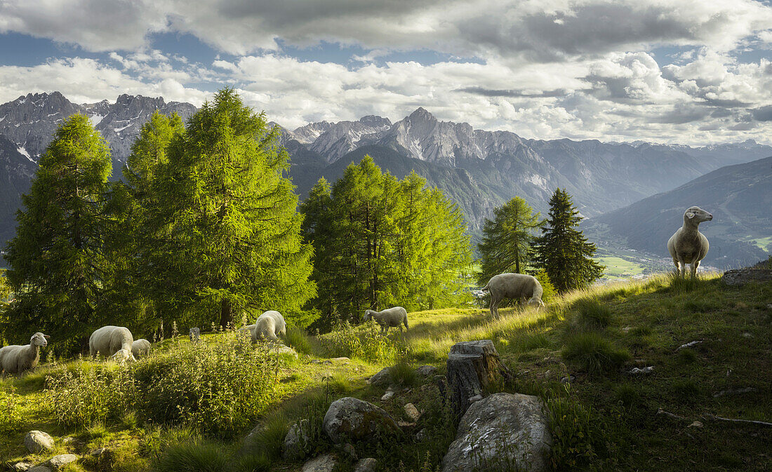 Schafe am Iselsberg, Lienzer Dolomiten, Osttirol, Tirol, Österreich