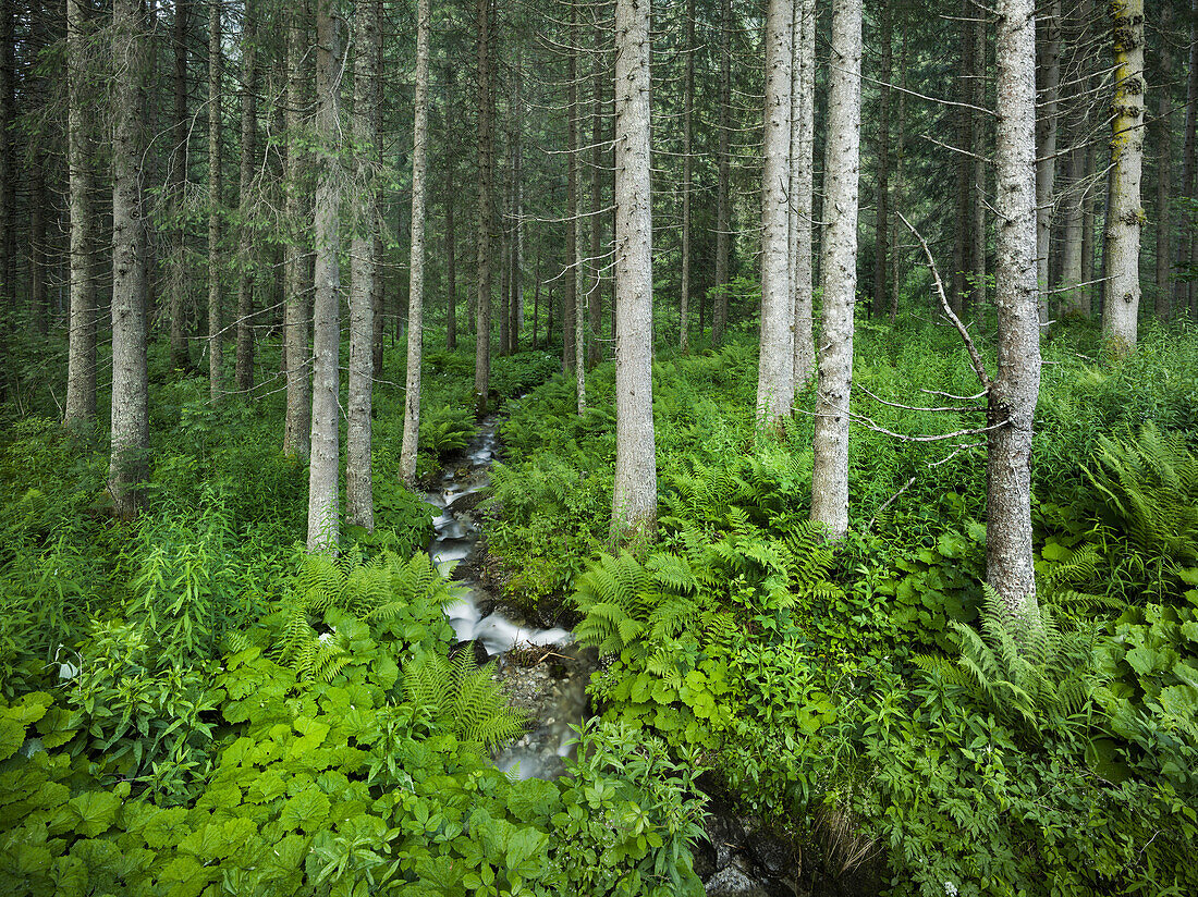 Wald bei Krimml, Gerlospass, Pinzgau, Salzburg, Österreich