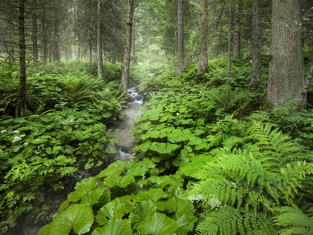 Forest near Krimml, Gerlospass, Pinzgau, Salzburg, Austria