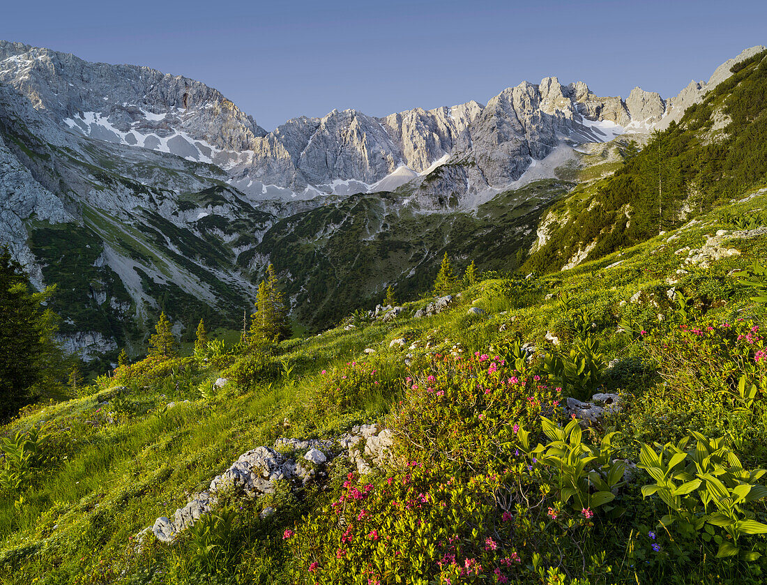 Griessspitzen, Almenrausch, Mieminger Mountains, Tyrol, Austria