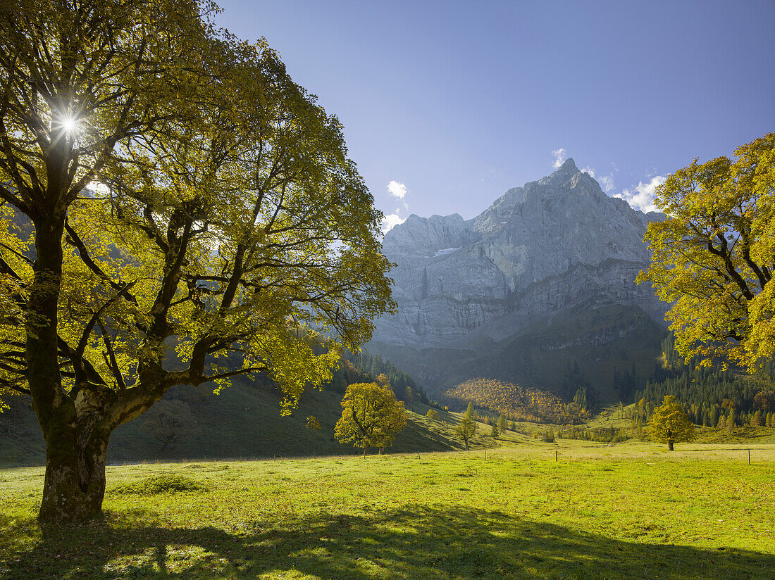 Bergahorn, Spritzkarspitze, Great Ahornboden, Engalm, Karwendel, Tyrol, Austria