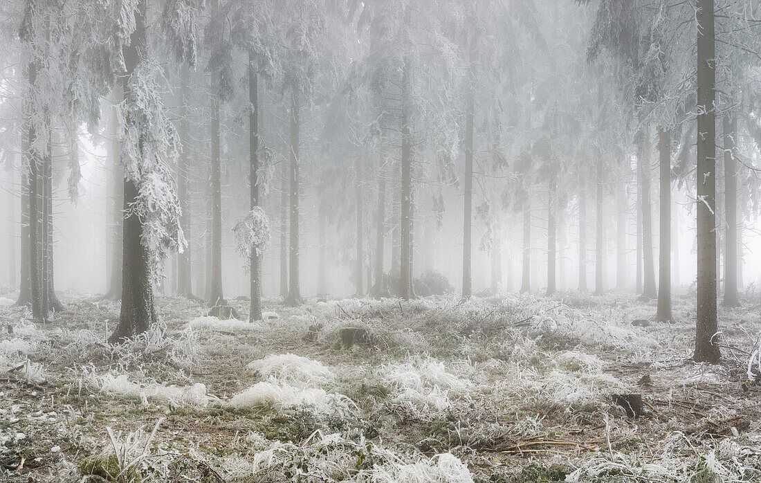 vereister Wald im Wechselgebiet, Niederösterreich, Österreich