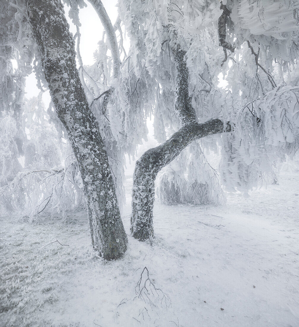 iced weeping willows in the Wechselgebiet, Lower Austria, Austria