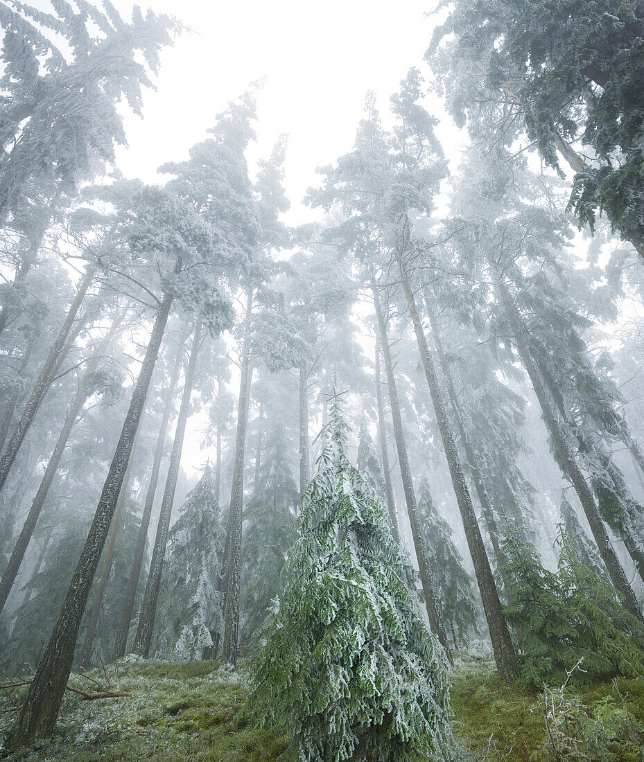 iced forest in the Wechselgebiet, Lower Austria, Austria