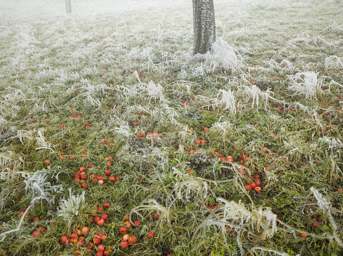 iced forest in the Wechselgebiet, Lower Austria, Austria