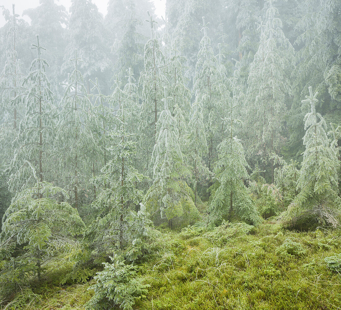 iced forest in the Wechselgebiet, Lower Austria, Austria